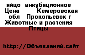    яйцо  инкубационное › Цена ­ 23 - Кемеровская обл., Прокопьевск г. Животные и растения » Птицы   